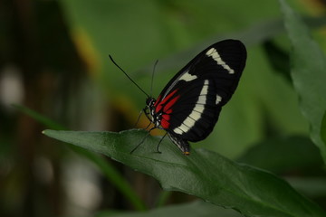 Schmetterling