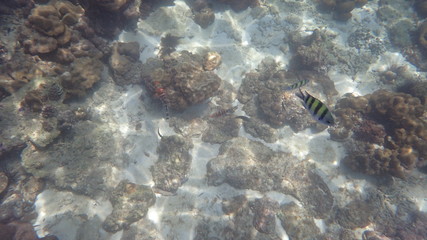 underwater footage on phi phi islands