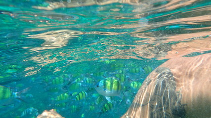 underwater footage on phi phi islands