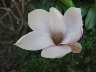 Magnolienblüte