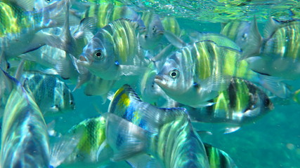underwater footage on phi phi islands