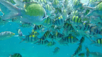 Fototapeta na wymiar underwater footage on phi phi islands