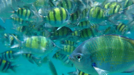 Fototapeta na wymiar underwater footage on phi phi islands