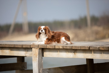 Small cute spaniel dog is lying on the beach