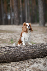 Small cute spaniel dog is standing near a tree in the forest