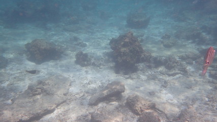 underwater footage on phi phi islands