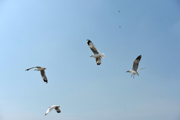 Seagulls flying over the sea. Pier on background