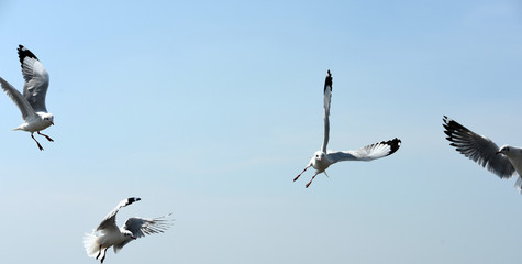 Seagulls flying over the sea. Pier on background