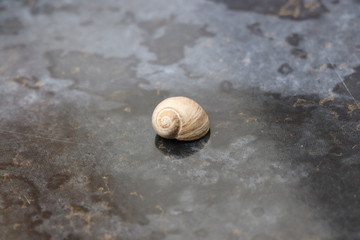 Snail shell on marble top 