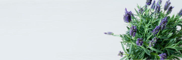 Banner fresh lavender flowers, violet. Gardening. Spring time,