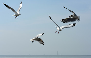 Seagulls flying over the sea. Pier on background
