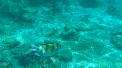 underwater footage on phi phi islands