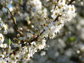 Flowers of fruit tree European plum Prunus domestica blossoming in the garden