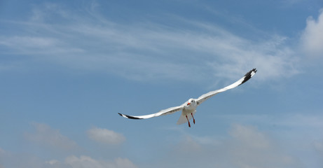 Seagulls flying over the sea. Pier on background