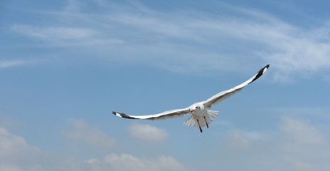 Seagulls flying over the sea. Pier on background