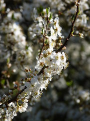 Flowers of fruit tree European plum Prunus domestica blooming in the spring