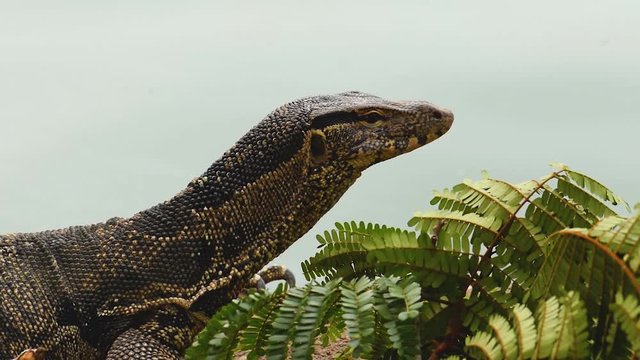 Close-up and sharp view of Asian water Monitor lizard observing the environment near the pond and green fern in Thailand during cloudy day