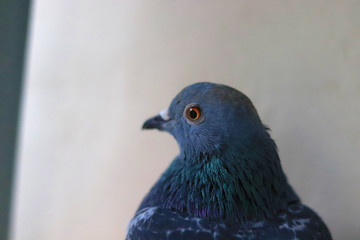 Close up head shot of beautiful pigeon bird, Pigeon close up on blue background