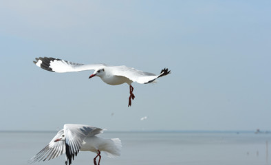 Seagulls flying over the sea. Pier on background