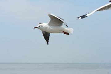 Fototapeta na wymiar Seagulls flying over the sea. Pier on background