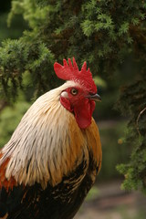 Hahn