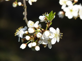 Flowers of fruit tree European plum Prunus domestica blossoming in the spring