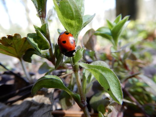 ladybug on green leaf