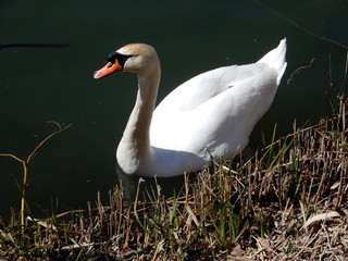 swan on the lake