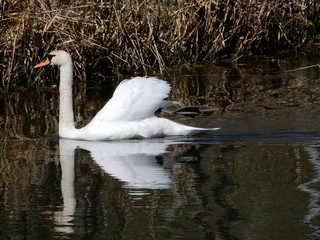 swan on the lake