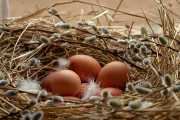 Chicken eggs, feathers in a nest with willow branches. Easter.