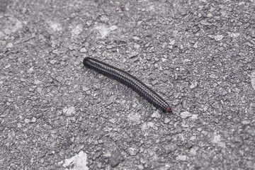 Giant centipede scolopendra Scolopendra gigantea