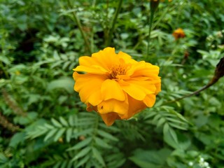 Tagetes erecta (Mexican marigold, Aztec marigold, African marigold) with natural background