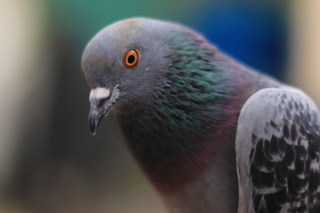 Close up head shot of beautiful pigeon bird, Pigeon close up on blue background