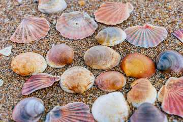 Sea shell on sand	