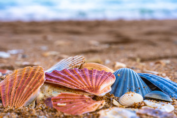 Sea shell on sand	