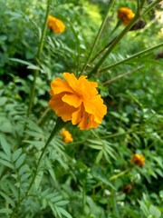 Tagetes erecta (Mexican marigold, Aztec marigold, African marigold) with natural background