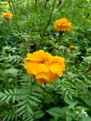 Tagetes erecta (Mexican marigold, Aztec marigold, African marigold) with natural background