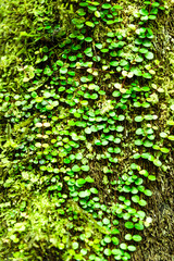 green leaves background