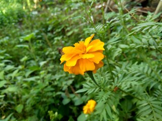 Tagetes erecta (Mexican marigold, Aztec marigold, African marigold) with natural background