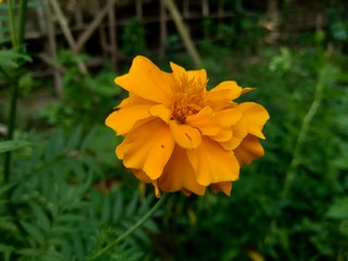 Tagetes erecta (Mexican marigold, Aztec marigold, African marigold) with natural background