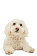 Cute Bichon Havanese dog is lying in the photo studio