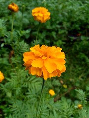 Tagetes erecta (Mexican marigold, Aztec marigold, African marigold) with natural background