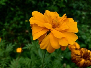 Tagetes erecta (Mexican marigold, Aztec marigold, African marigold) with natural background