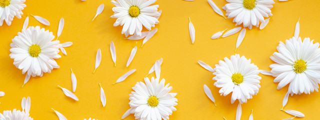 Chamomile with petals on an orange background.