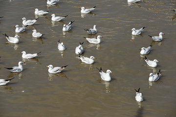 Seagulls flying over the sea. Pier on background