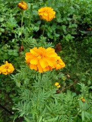Tagetes erecta (Mexican marigold, Aztec marigold, African marigold) with natural background