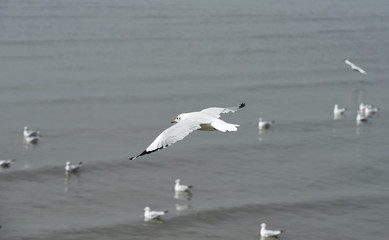 Seagulls flying over the sea. Pier on background
