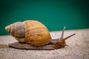 Snail next to some blue water