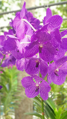 A close up shot of Thai orchid