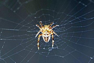 Spider on its web close-up. Horizontal shot. Thin threads. Dark background.